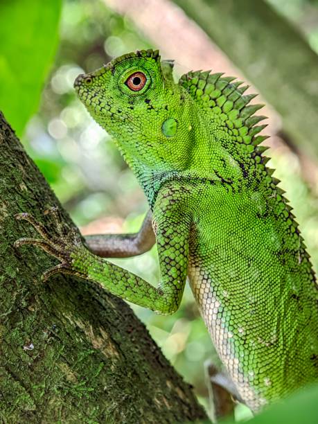 istock A forest chameleon Gonocephalus chamaeleontinus 2149631694