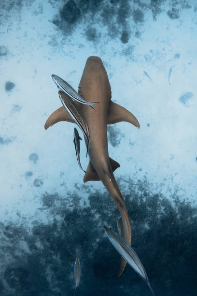 istock Nurse shark swimming underwater in blue ocean. Top down view 2149631966