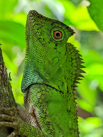 Gonocephalus chamaeleontinus, the chameleon forest dragon or chameleon anglehead lizard, is a species of agamid lizard from Indonesia and Malaysia