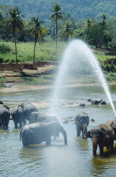 istock Pinnawala Elephant Orphanage,Sri Lanka 2149632190