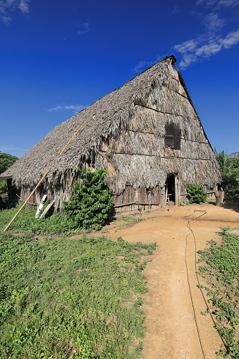 Traditional peasant cabin -bohio-, wooden frame and cover of palm tree trunks and leaves, vernacular architecture of the former hunter-gatherers inhabiting the island. Valle de Vinales Valley-Cuba.