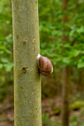 Roman snail or Burgundy snail resp.Helix pomatia on tree,lower Rhine region,Germany