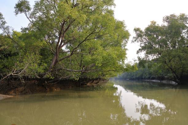istock A canal in Sundarbans. 2149633081
