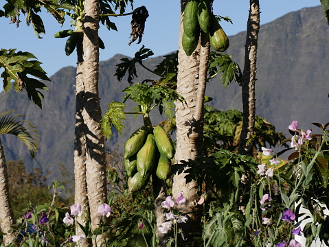 Papaya trees in Cilaos mountains in Reunion island, France