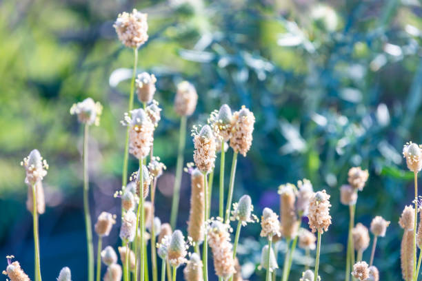 forest flowers and blossoms in spring blooming in natural environment