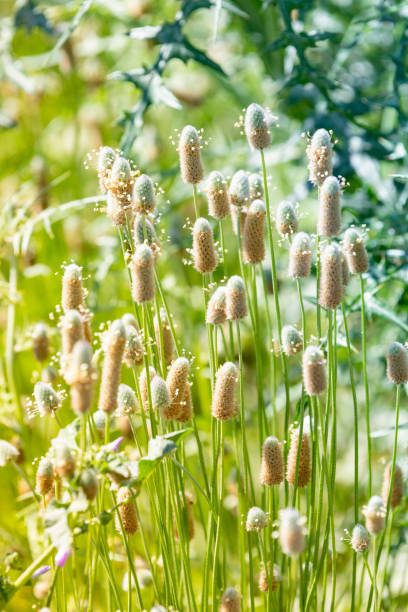 istock Plantago ovata in bloom macro shot 2149633401