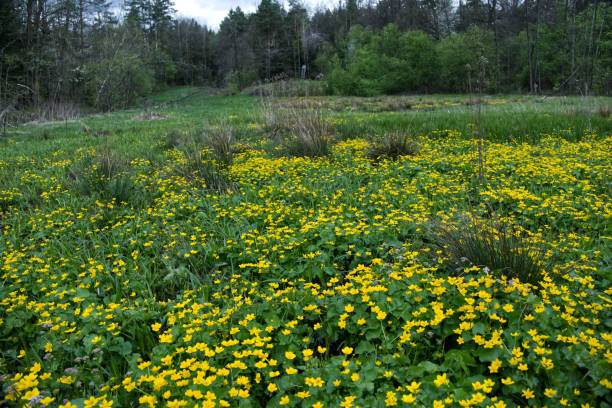 istock Spring wet meadows and alder forests are decorated with marigolds (Caltha palustris L.) 2149633534