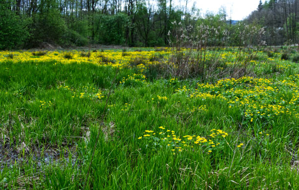 istock Spring wet meadows and alder forests are decorated with marigolds (Caltha palustris L.) 2149633535