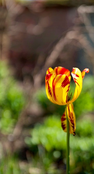 A beautiful nature scene of a coloured tulip