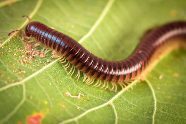 istock Centipede macro photography 2149634394