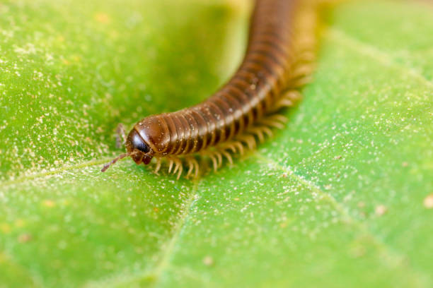 istock Centipede macro photography 2149634404