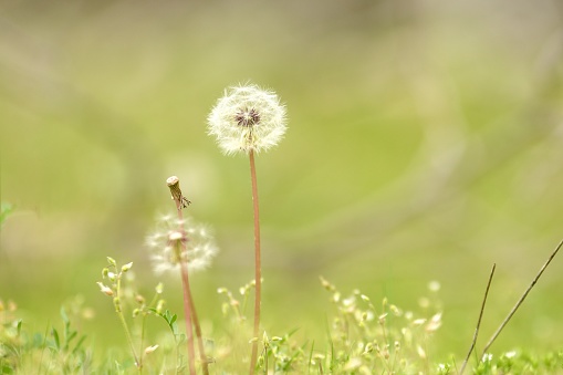 Dandelion in spring isolated from background with differential focus and copy space