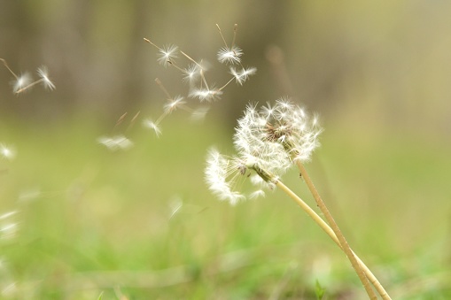 Dandelion in spring releases seeds with the wind isolated from background with differential focus and copy space