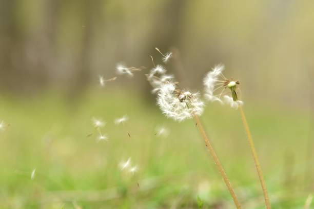 Dandelion in spring releases seeds with the wind isolated from background with differential focus and copy space