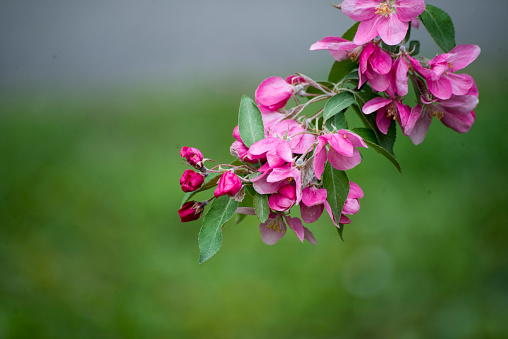 Branch with pink flowers of apple tree on the green, blurred background