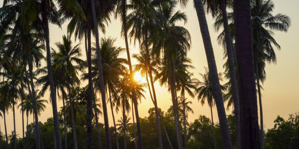 istock Vintage toned palm tree over sky background 2149635861