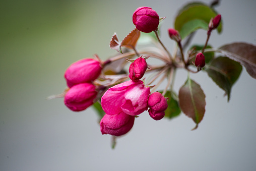 Branche whis pink buds on the blurred