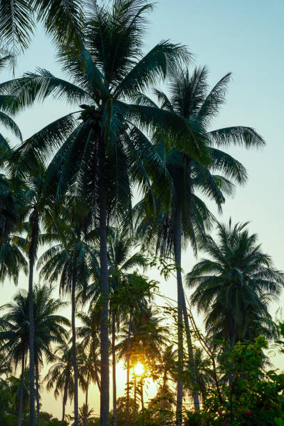 istock Vintage toned palm tree over sky background 2149636578