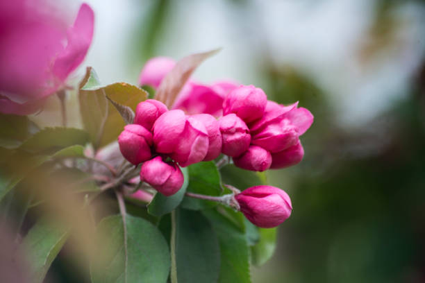Branch with pink buds of apple tree