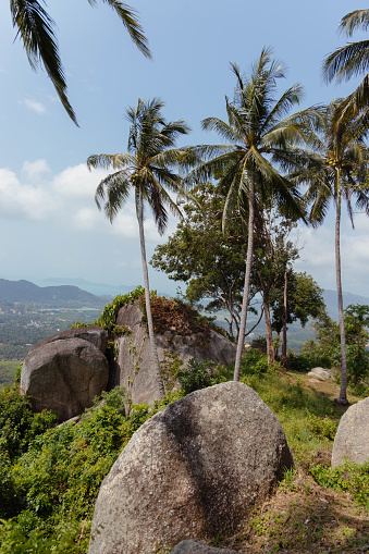 Palm trees sway surrounded by large boulders in a tranquil tropical locale under a blue sky
