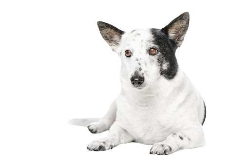 A dog lying down on white background