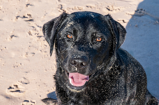 Black sandy Labrador looking at the camera with sand on its face.