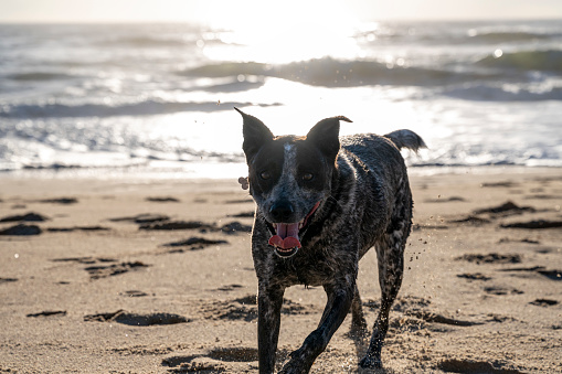 A cute stumpy tailed cattle dog is running at the beach. Looks very happy.