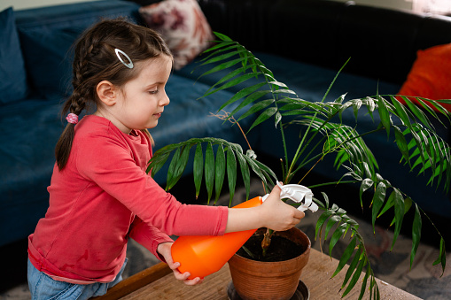 Girl taking care for houseplant while refreshing them whit water