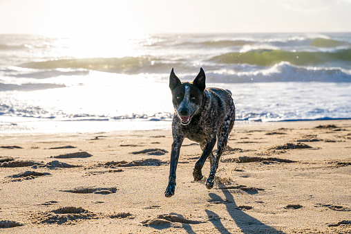 A beautiful stumpy tailed cattle dog is running up the beach. The sunrises in the background.