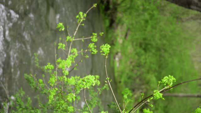 Vivid green leaves grow from a tree in the spring with creek in the background.