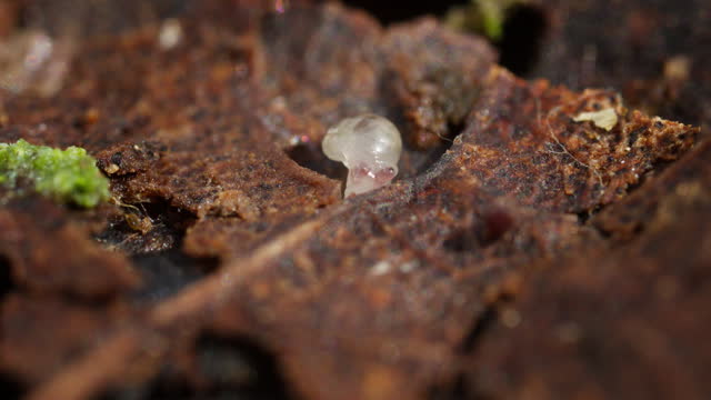 Newborn transparent snail on decomposing leaf on forest floor. Frontal macro