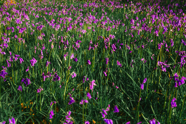 A carpet of fresh bluebells in bloom in a forested glade in springtime.