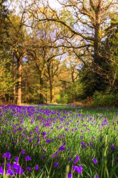 istock Fresh bluebells in bloom in tranquil forest 2149638647