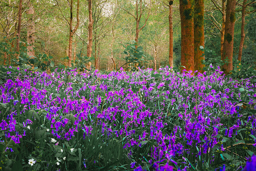 A carpet of fresh bluebells in bloom in a forested glade in springtime.