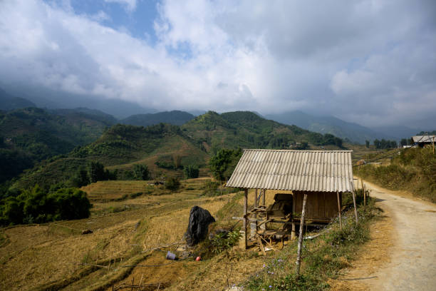 landscape with rice fields in sa pa, north vietnam in the summer month