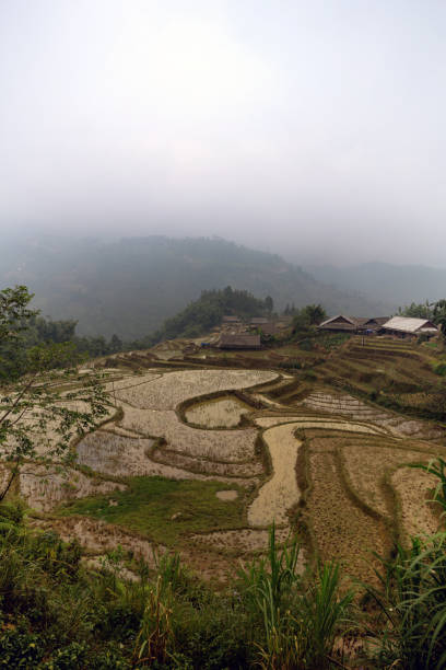 landscape with rice fields in sa pa, north vietnam in the summer month