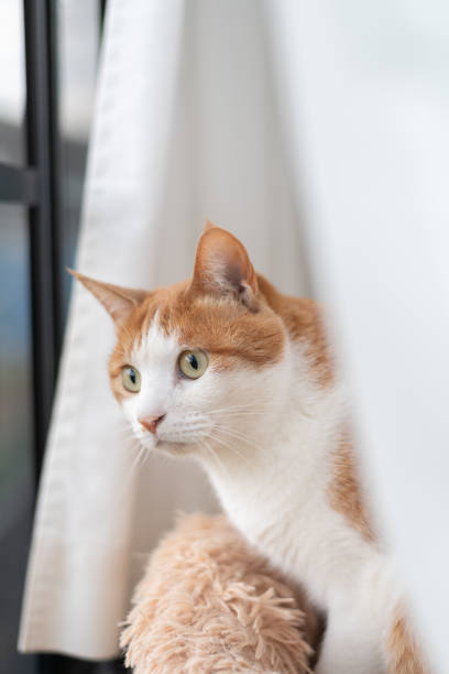 istock Cat looking outside from inside the house 2149639218