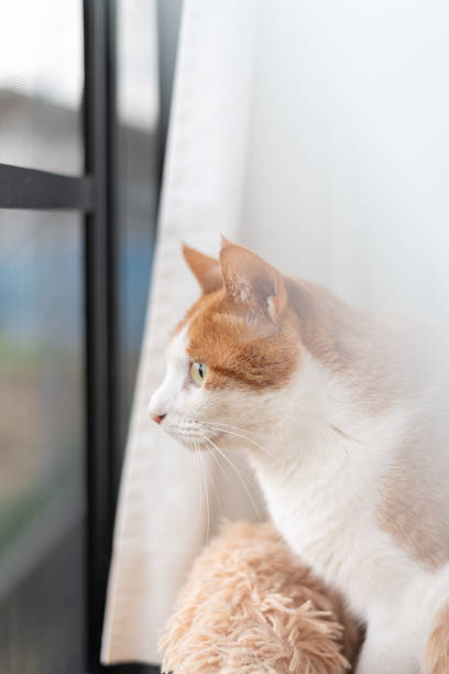 istock Cat looking outside from inside the house 2149639222