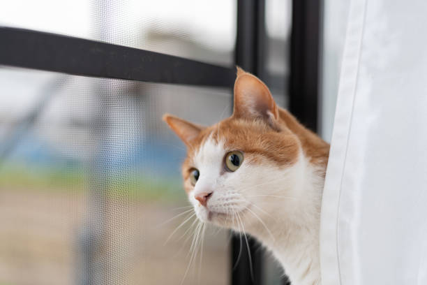 Cat looking outside from inside the house