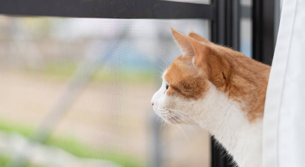 istock Cat looking outside from inside the house 2149639746