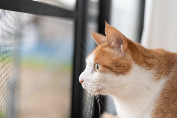 istock Cat looking outside from inside the house 2149639752