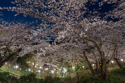 Cherry blossoms in full bloom illuminated by lights
