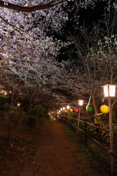 istock Cherry blossoms in full bloom illuminated by lights 2149639834