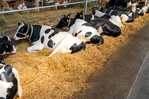 Black-white cows lying on the straw resting in a paddock at a local dairy farm.