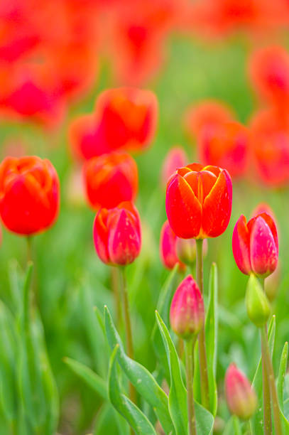 Red tulips in a field during a springtime day in Flevoland, The Netherlands. Close up photo with limited depth of field.
