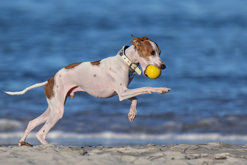 White and brown Italian Greyhound or Whippet. Yellow ball in mouth, running, jumping on beach
