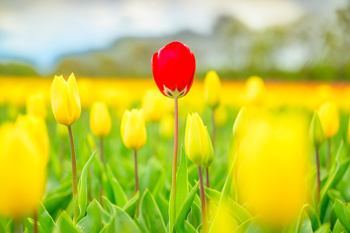 Spring meadow with yellow and red  tulip flowers, floral sunny seasonal easter  background
