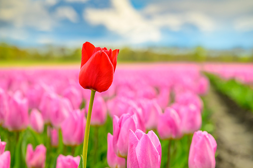 Colorful blossoming tulip flowers in a field surrounded by tree during springtime with stormy clouds above. The flower bulb field is located in Drenthe, a lesser known area for tulip fields.