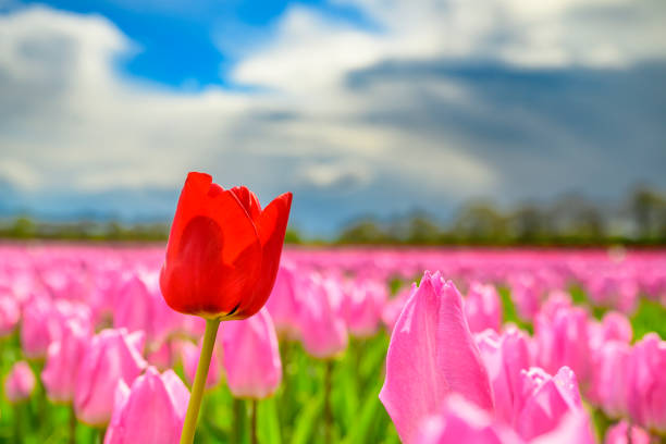 Colorful blossoming tulip flowers in a field surrounded by tree during springtime with stormy clouds above. The flower bulb field is located in Drenthe, a lesser known area for tulip fields.