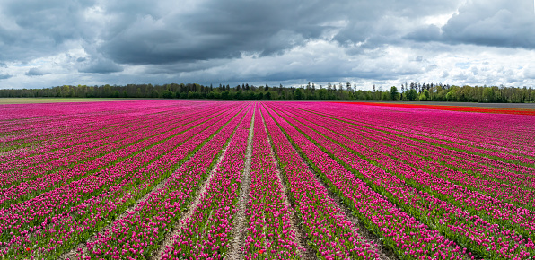 Pink tulips growing in agricultural fields in the Noordoostpolder in Flevoland, The Netherlands, during springtime seen from above. The Noordoostpolder is a polder in the former Zuiderzee designed initially to create more land for farming and is one of the largest flower bulb cultivation areas in Holland..